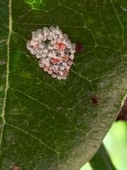 Stenomacra marginella