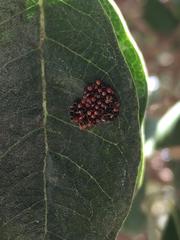 Stenomacra marginella