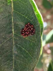 Stenomacra marginella