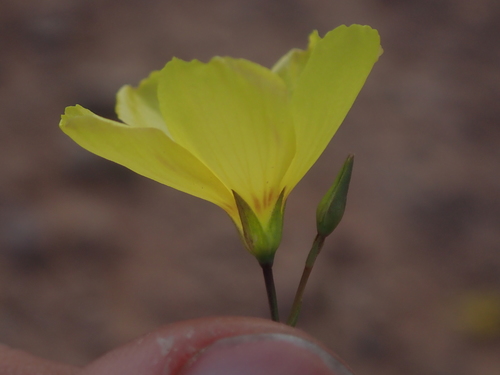 Image of Linum subteres by (c) Nolan Exe, some rights reserved (CC BY)
