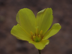 Linum subteres