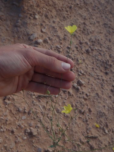 Image of Linum subteres by (c) Nolan Exe, some rights reserved (CC BY)