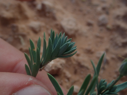 Image of Linum subteres by (c) Nolan Exe, some rights reserved (CC BY)