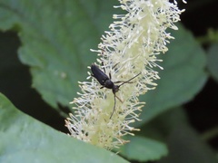 Typocerus lugubris