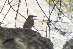 Upucerthia dumetaria