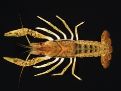 Procambarus hayi