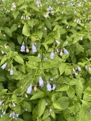 Mertensia paniculata
