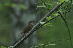 Helopsaltes fasciolatus