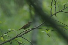 Helopsaltes fasciolatus