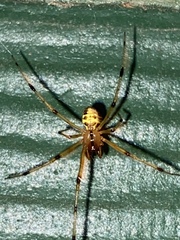 Phylloneta pictipes