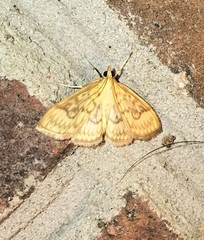 Crocidophora serratissimalis