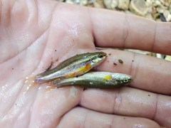 Chrosomus erythrogaster