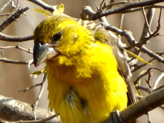 Pheucticus chrysopeplus