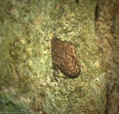 Anabunda murrayfletcheri