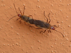 Dysdercus chiriquinus