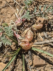 Astragalus lentiginosus semotus