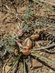 Astragalus lentiginosus semotus