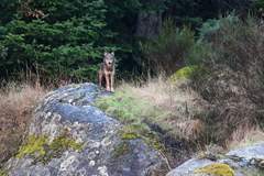 Canis lupus crassodon