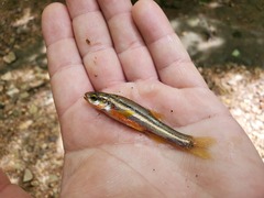 Chrosomus erythrogaster