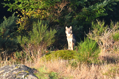Canis lupus crassodon