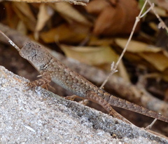 Sceloporus nelsoni