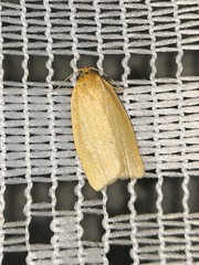 Zelotherses paleana