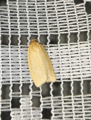 Zelotherses paleana
