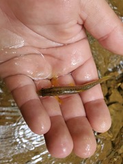 Chrosomus erythrogaster