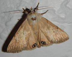 Litoprosopus coachella