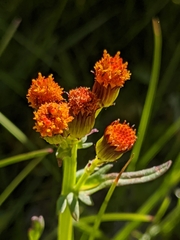 Packera pauciflora