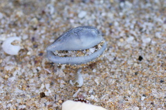 Notocypraea