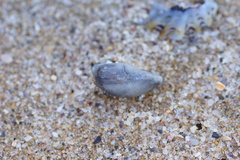 Notocypraea