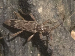 Elytrimitatrix undata