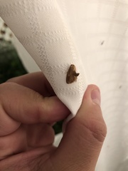 Tortricidia testacea