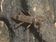 Elytrimitatrix undata