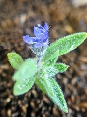 Trichostema oblongum