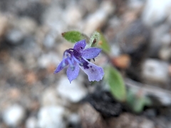 Trichostema oblongum