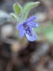 Trichostema oblongum