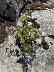 Ericameria cuneata