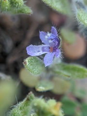 Trichostema oblongum