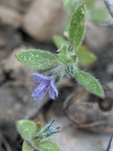 Image of Trichostema oblongum by no rights reserved