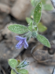 Trichostema oblongum