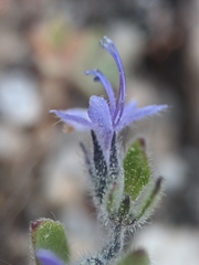 Trichostema oblongum