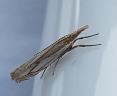 Crambus saltuellus