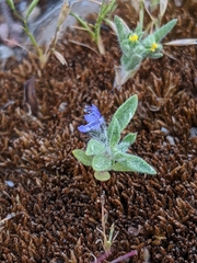 Trichostema oblongum