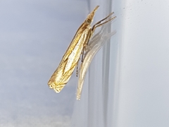 Crambus saltuellus
