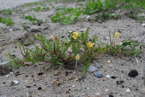 Oenothera laciniata
