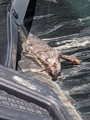 Dysmicohermes disjunctus