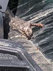 Dysmicohermes disjunctus