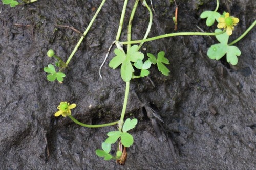 high northern buttercup (Ranunculus hyperboreus)